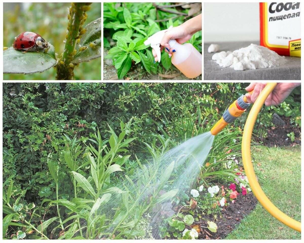 Борьба с тлёй в огороде и на садовом участке: как избавиться, самые эффективные средства