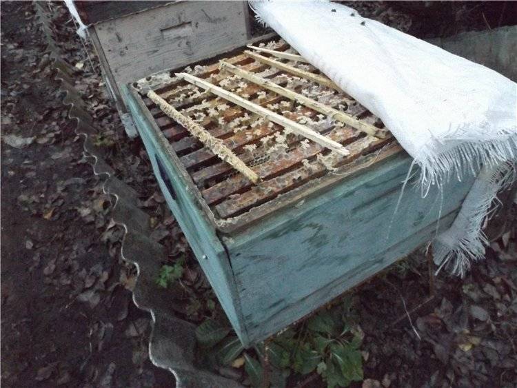 Обработка пчел бипином: как и когда обрабатывать