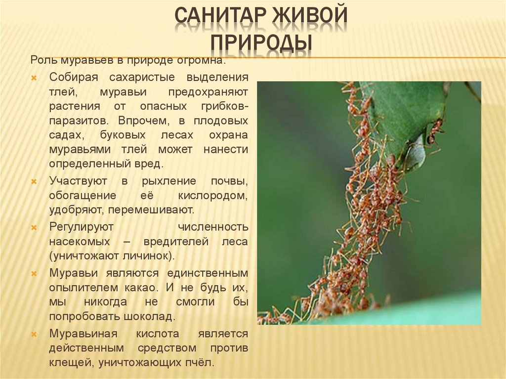 Рыжий лесной муравей: описание, образ жизни, польза и вред