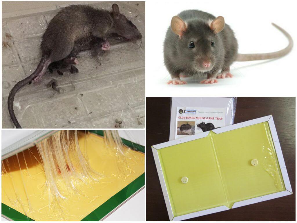 Клей для мышей: чем оттереть от поверхности