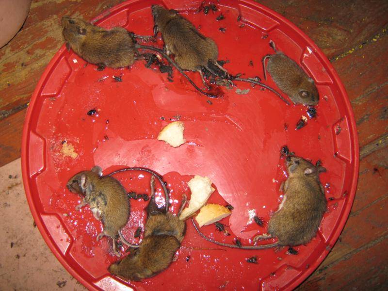 Крысы в квартире: как избавиться и что делать? / как избавится от насекомых в квартире