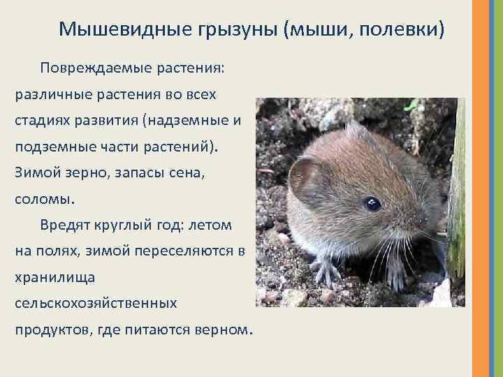 Мышь животное. образ жизни и среда обитания мышей