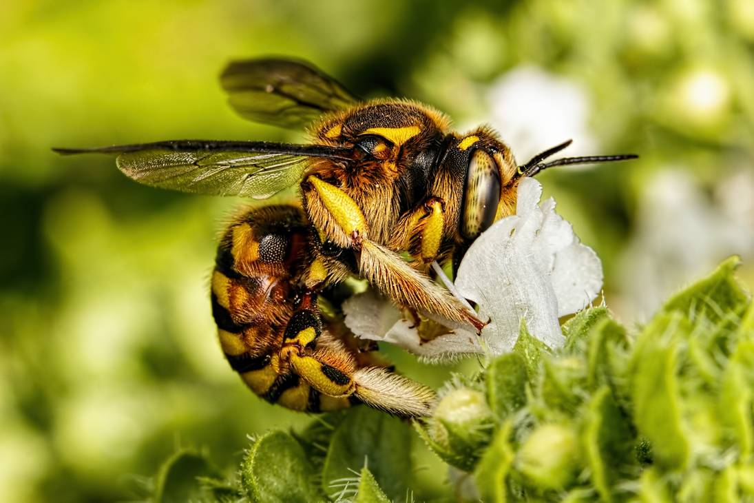 Lily honey bee