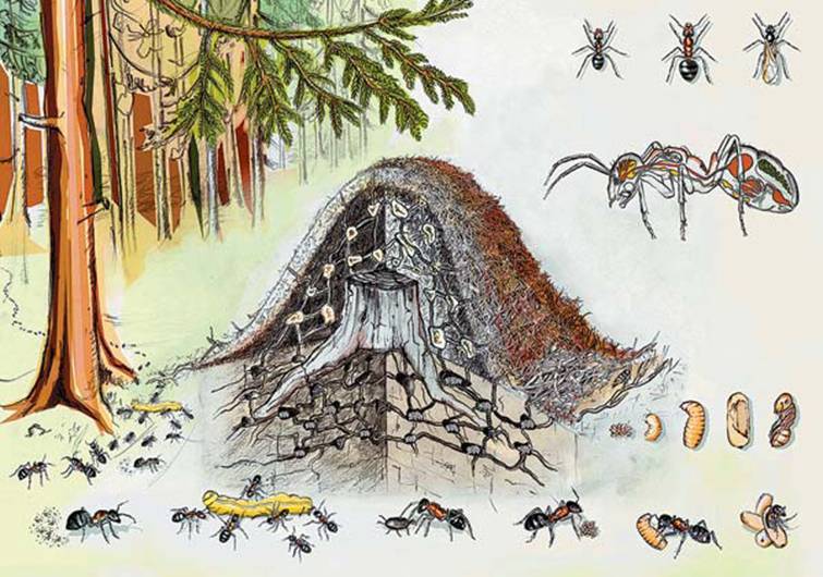 Как устроен муравейник: внутреннее строение, жизнь и взаимодействие муравьев
