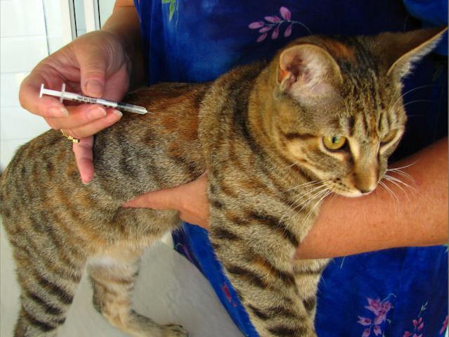 Вакцинация собак, кошек и других домашних животных - вега