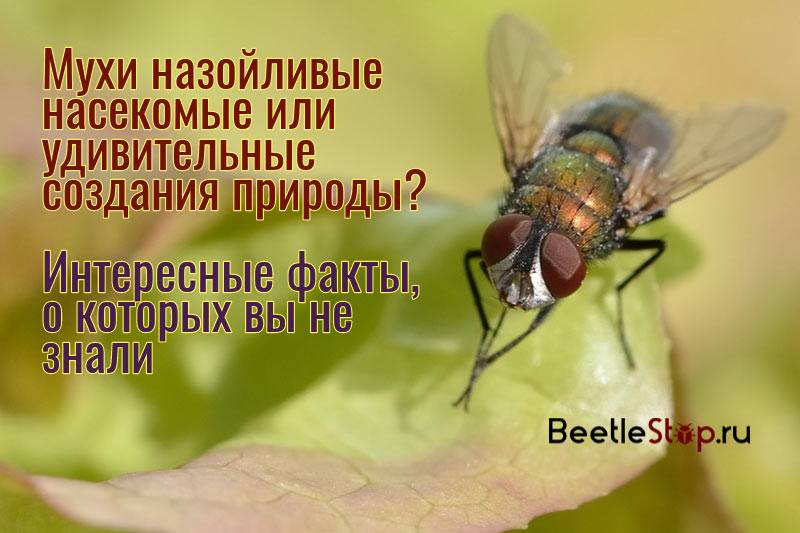 Почему мухи трут конечности друг о друга?