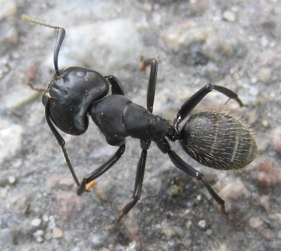 Чёрные муравьи: садовые, древоточцы и домашние муравьи — domovod.guru
