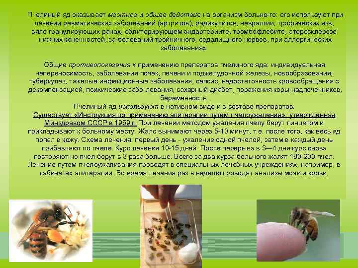 Полезные свойства и вред пчелиных укусов | польза и вред