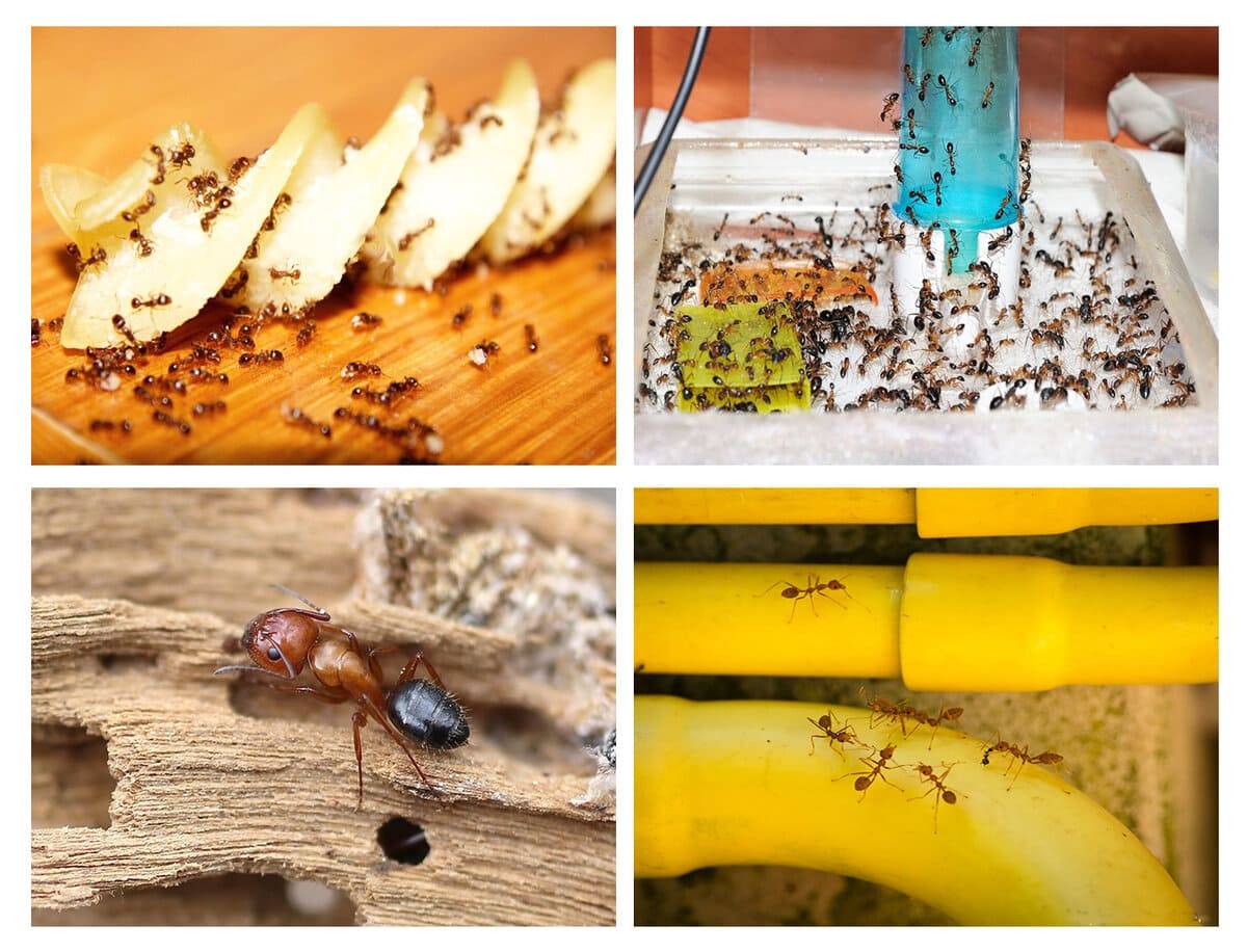Как избавиться от муравьев на кухне: чем их травить, обзор популярных средств