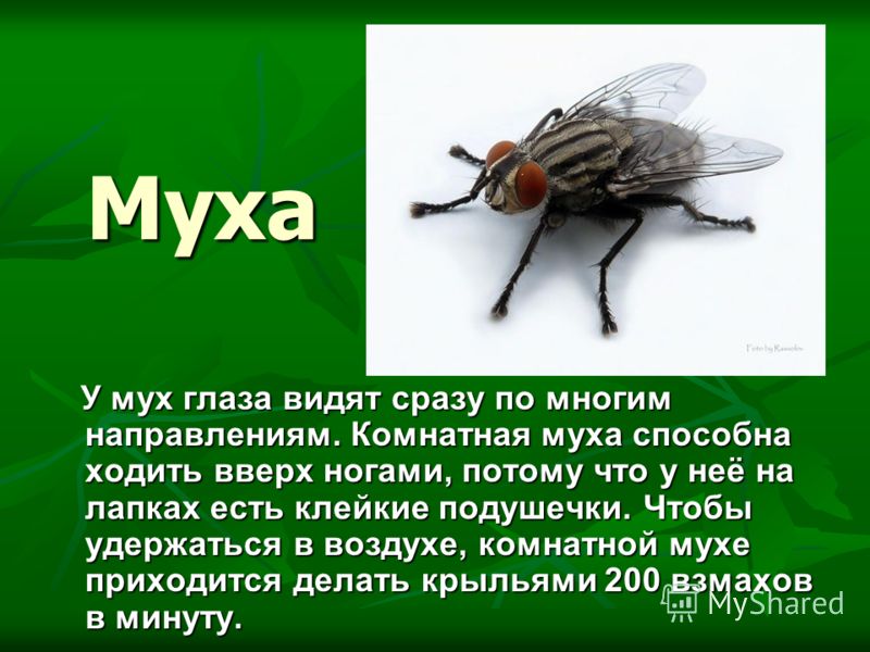Чем питается комар? Обзор предпочтений насекомого в зависимости от пола и стадии развития