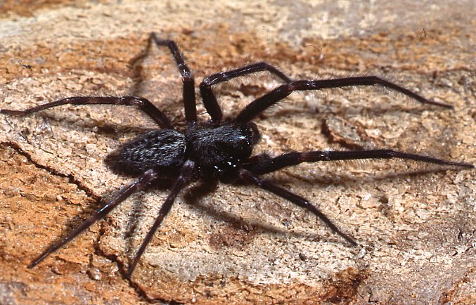 Особенности и строение домового паука отшельник – насколько опасен для человека | дезинфекция, дезинсекция, дератизация - информационный портал