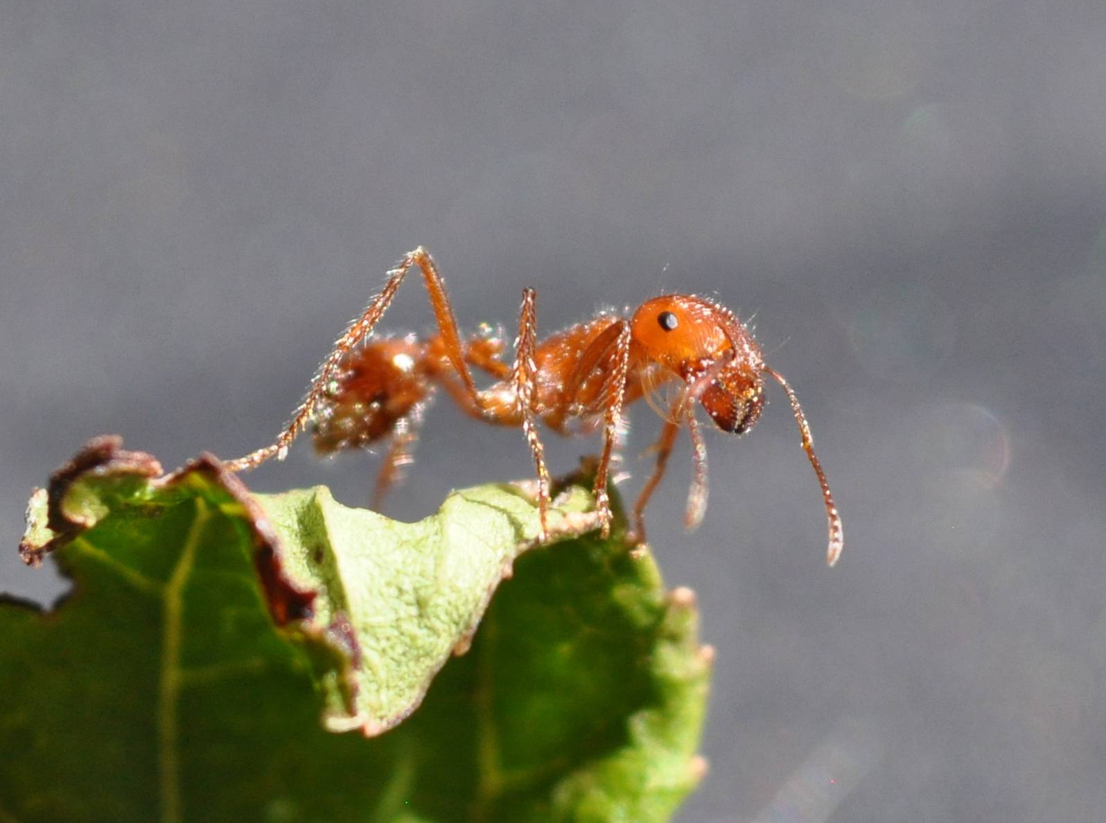 Муравей: описание, виды, среда обитания, организация муравьиной семьи