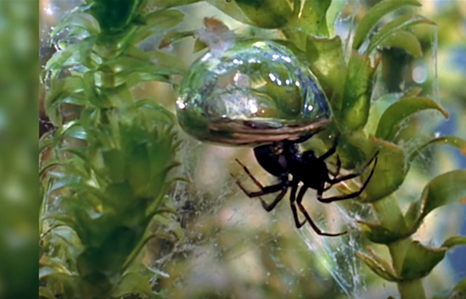 Водяной паук серебрянка – фото и описание