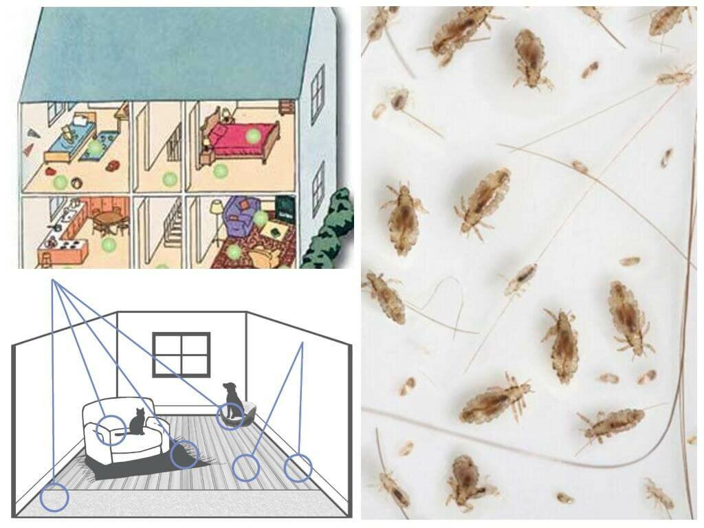 Откуда берутся земляные блохи в доме? / как избавится от насекомых в квартире