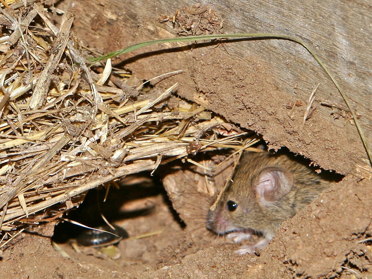 Чего боятся мыши – методы борьбы с вредителями 2021
