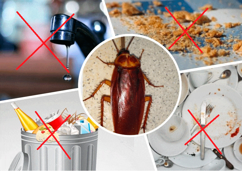 Откуда берутся тараканы в квартире и что делать, если они появились