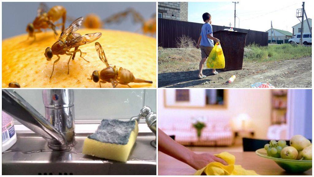 Народные средства от мух в доме: ловушки, растения, методы борьбы