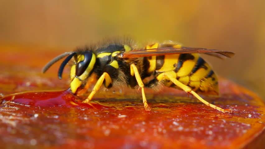 Чем полезны осы? осы пчелы шмели в саду | вода - источник красоты и молодости