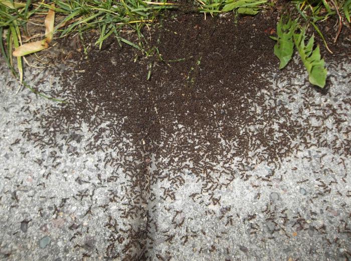 15 способов, как избавиться от садовых муравьев