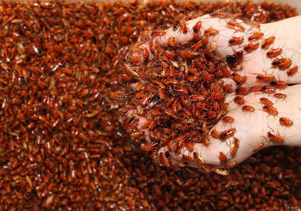 Кто ест тараканов в домашних условиях? особенности пищевой цепи
