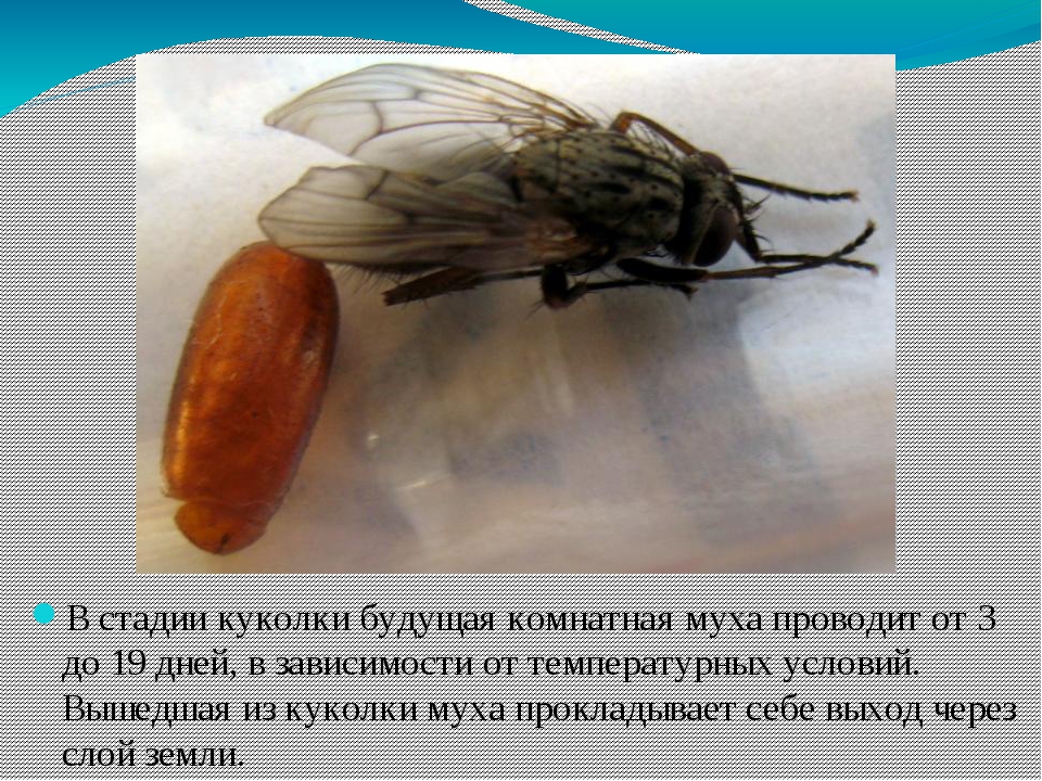 Как размножаются мухи комнатные - этапы развития