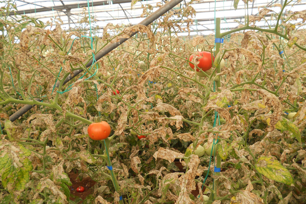 Как бороться с минирующей молью на томатах, можно ли есть помидоры после неё?