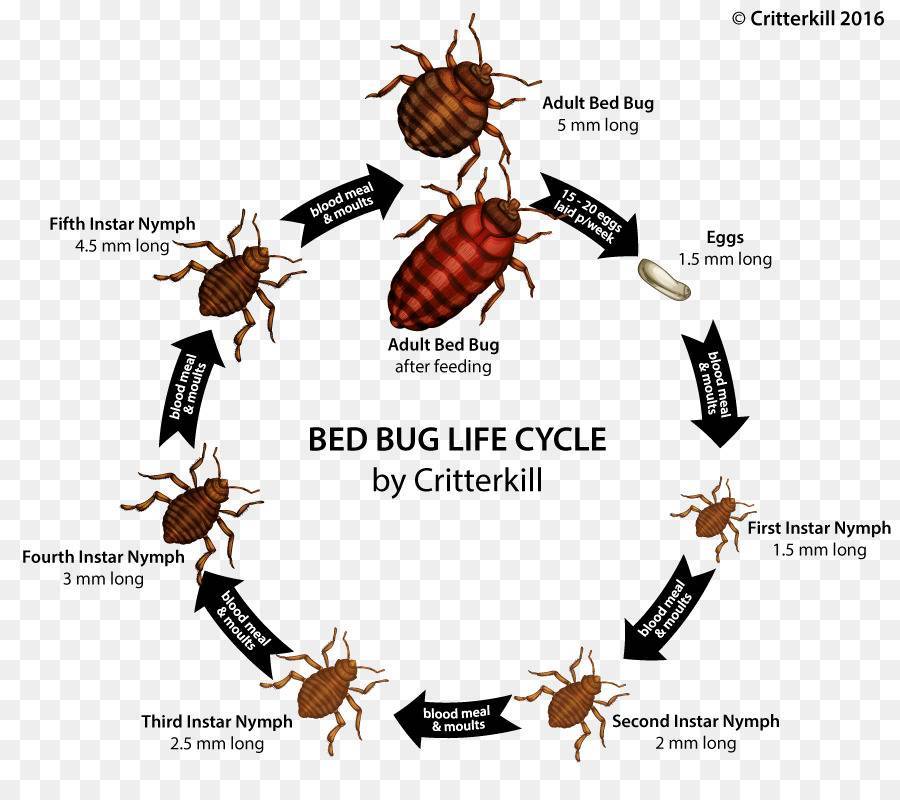 Как быстро размножаются клопы постельные в квартире с дня появления, жизненный цикл, условия для размножения