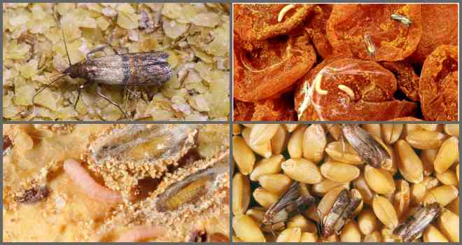 Зерновая или пищевая моль: как избавиться, эффективных способы