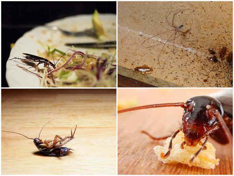 Чем опасны тараканы для человека и домашних животных