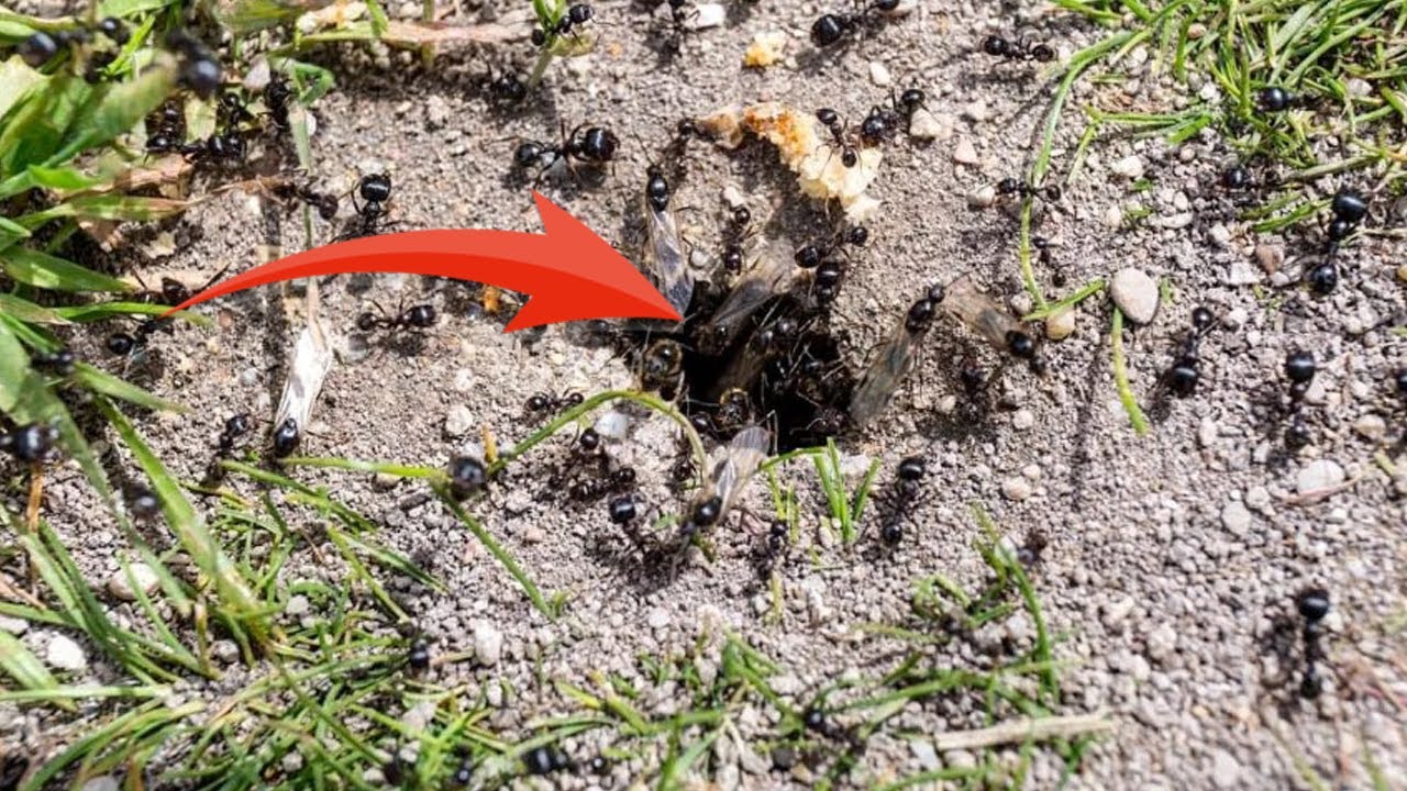 Борьба с муравьями на огуречной грядке