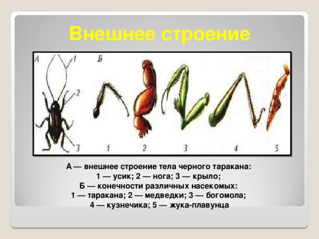 Общая характеристика строения таракана