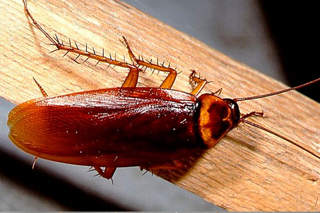 Самец таракана фото рыжего
