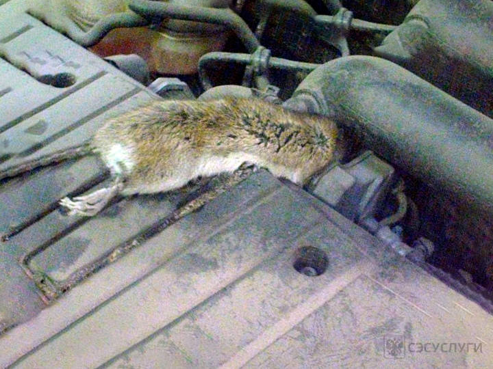 Как поймать мышь в машине: из под капота и из салона.