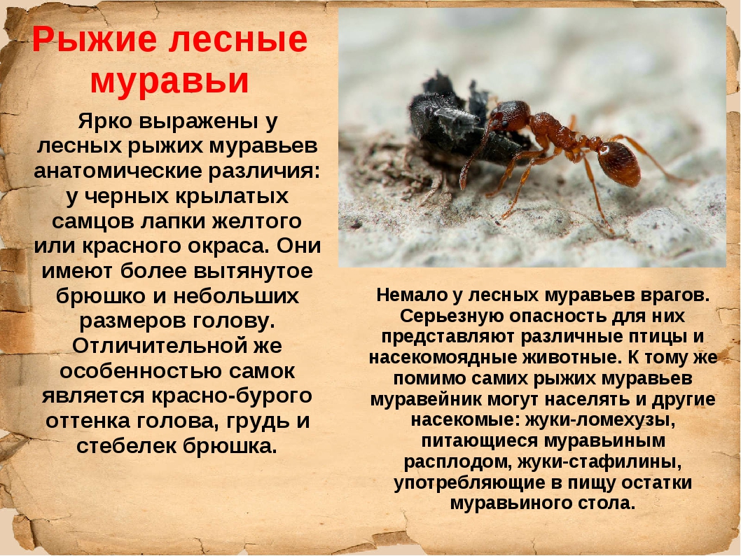 Почему умер муравей. Рыжий Лесной муравей описание. Информация про муравьев. Муравей красная книга. Доклад про муравьев.