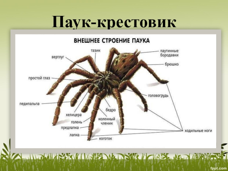 Кто такой паук: насекомое или нет :: syl.ru