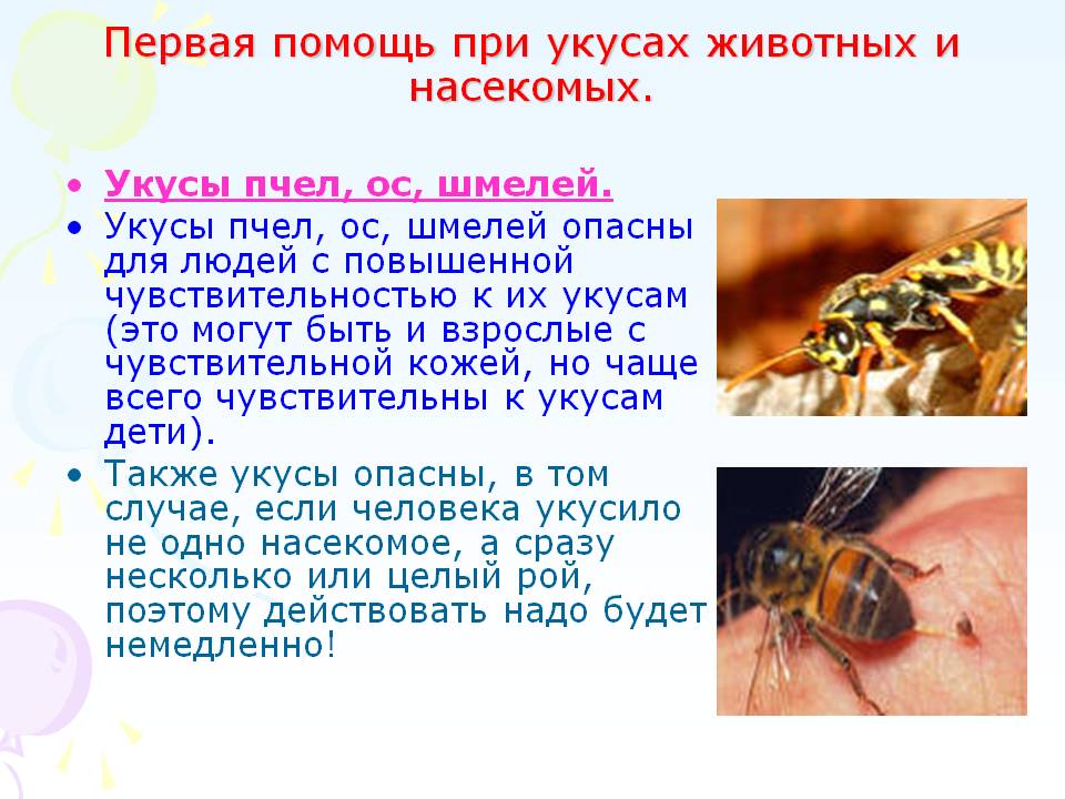 Оса и пчела — различия и сходства, фото
