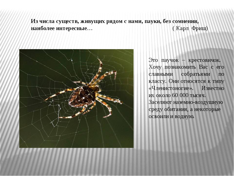 Среда жизни пауков. Приспособления паукообразных. Паук крестовик среда обитания. Образ жизни паукообразных. Паук приспособление.