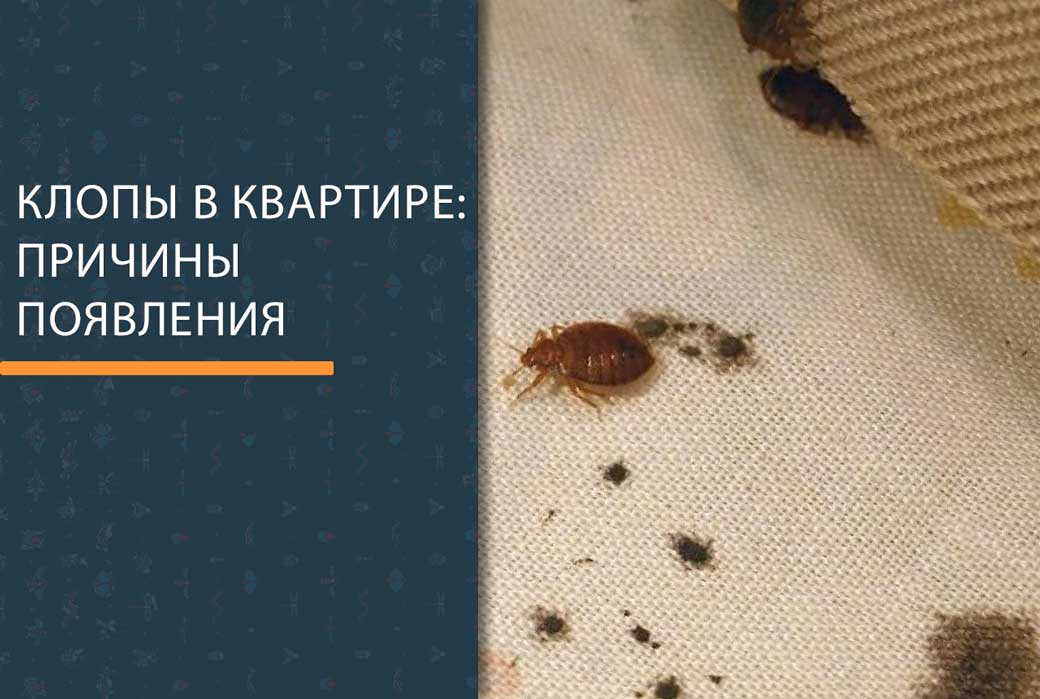 Где живут клопы: как обнаружить насекомых в квартире, могут ли они жить в одежде и диване