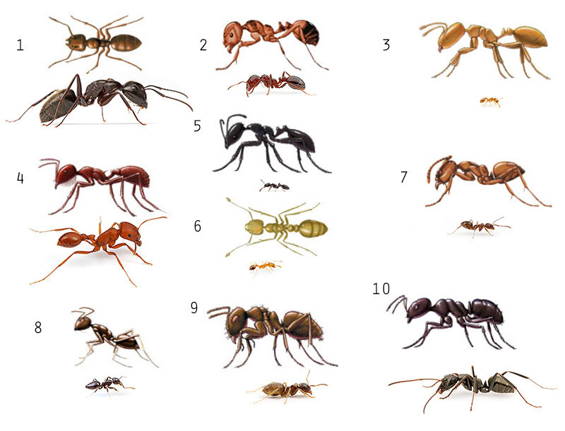 Все виды муравьев. Муравьи подвиды. Разные виды муравьев. Разные муравьи. Виды муравьев названия.