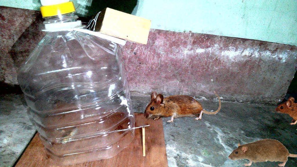 Как поймать мышь в домашних условиях быстро и без мышеловки?