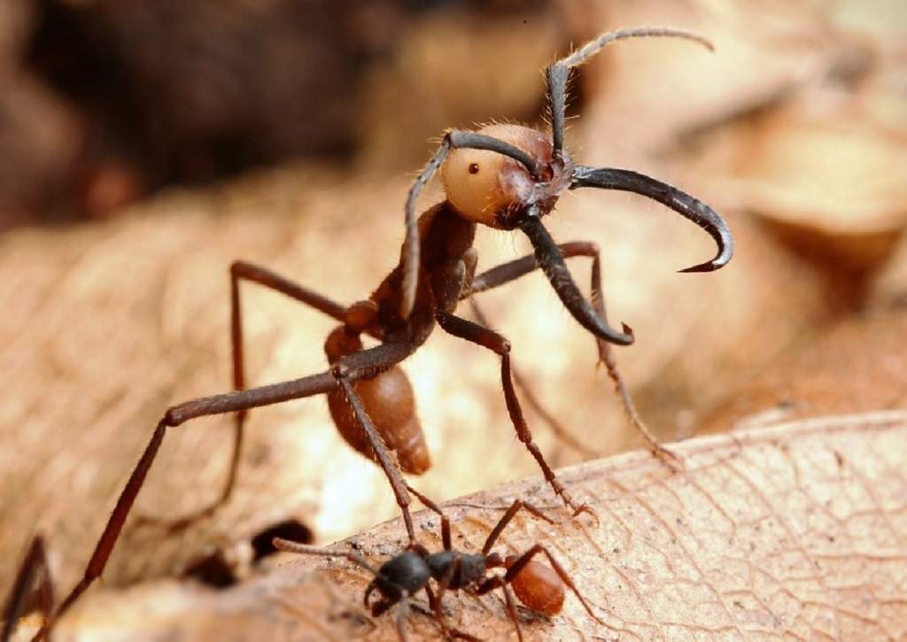 Смертельно опасные муравьи. муравьи кочевники– реальная жизнь тропических хищников самые сильные муравьи в мире