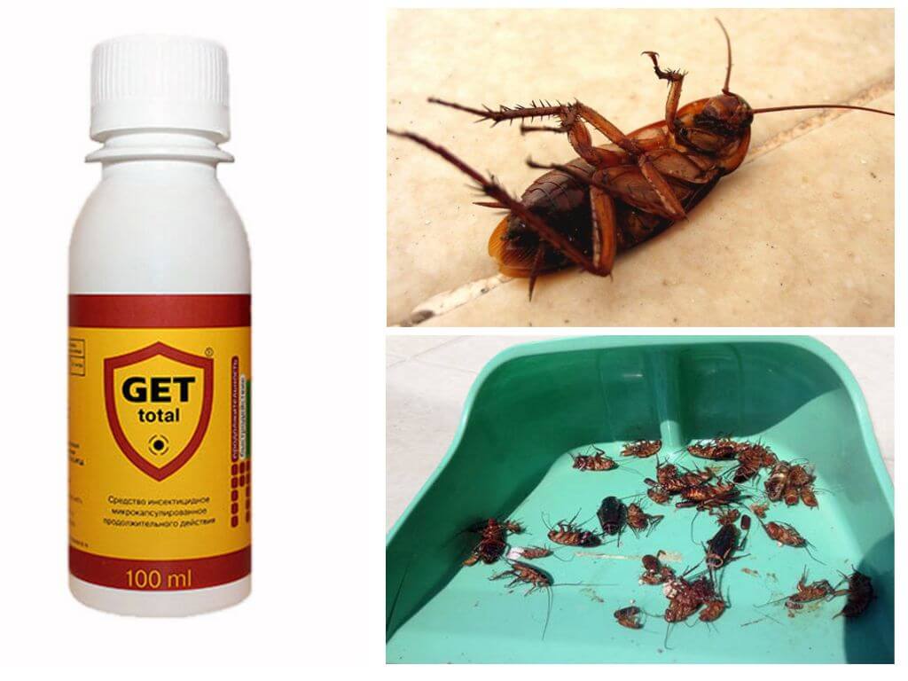 Как быстро избавиться от тараканов в квартире