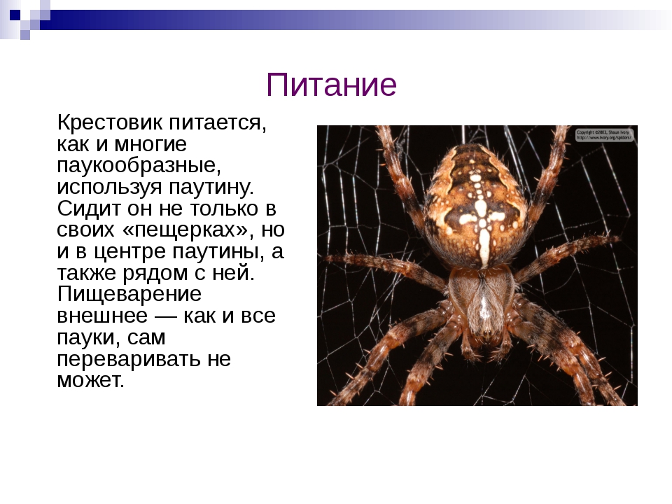 § 25. класс паукообразные
