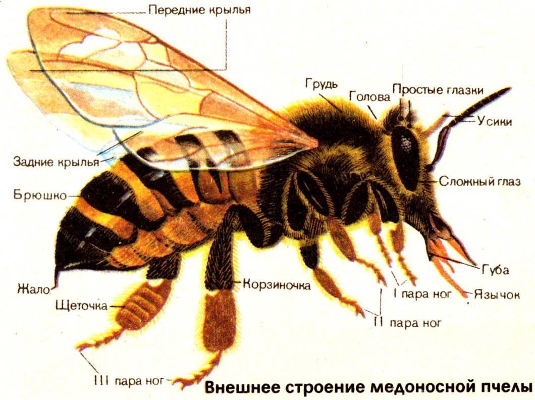 Как пчелы делают мед: интересные факты, видео для детей