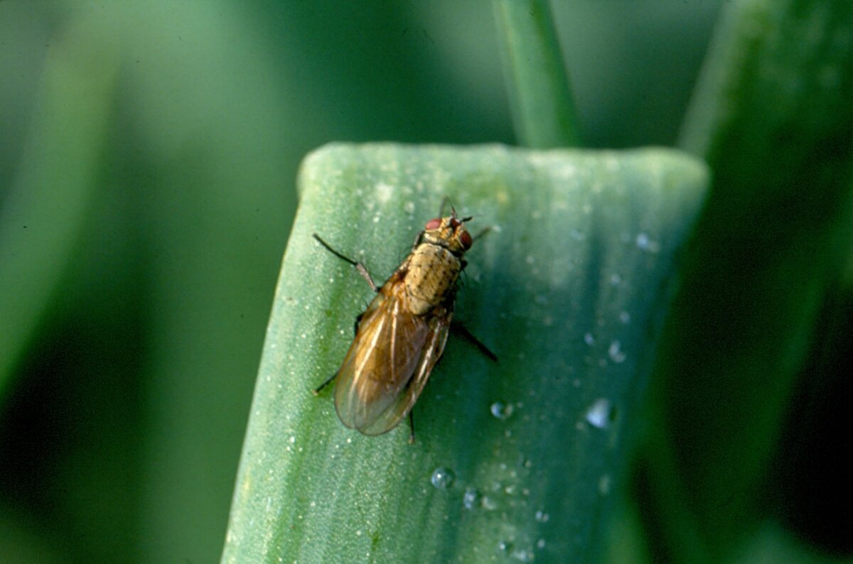 Как избавиться от луковой мухи: топ-10 эффективных средств борьбы