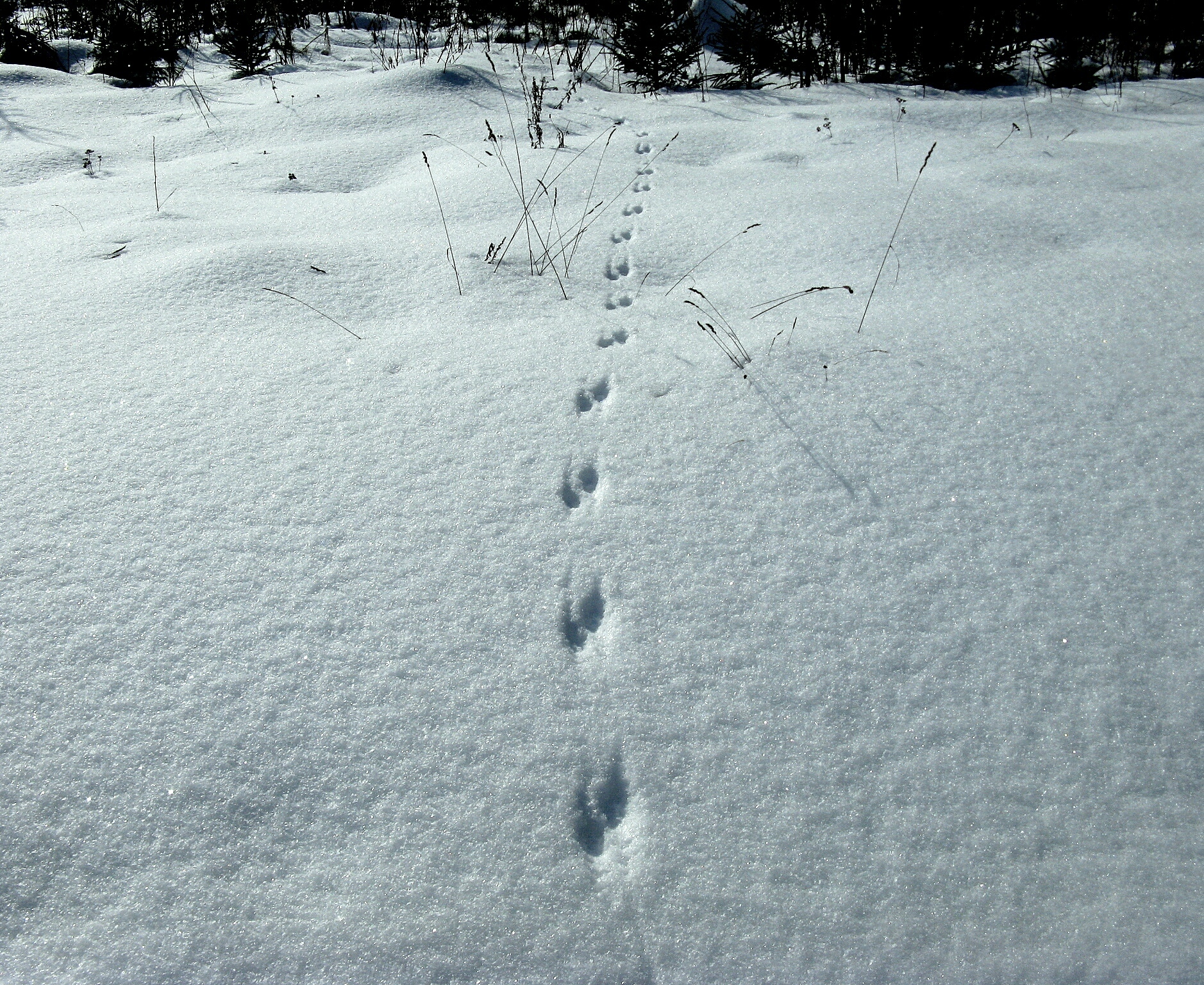Лапки белые у лесного. Следы куницы. Следы Куницына снегу. След куницы зимой. Следы Лесной куницы.