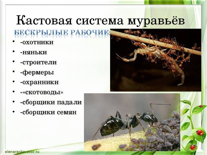 Как размножаются муравьи