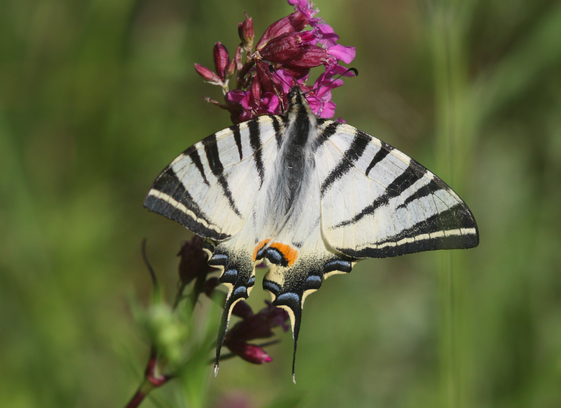 Бабочка подалирий: редкий и прекрасный гость садов и парков