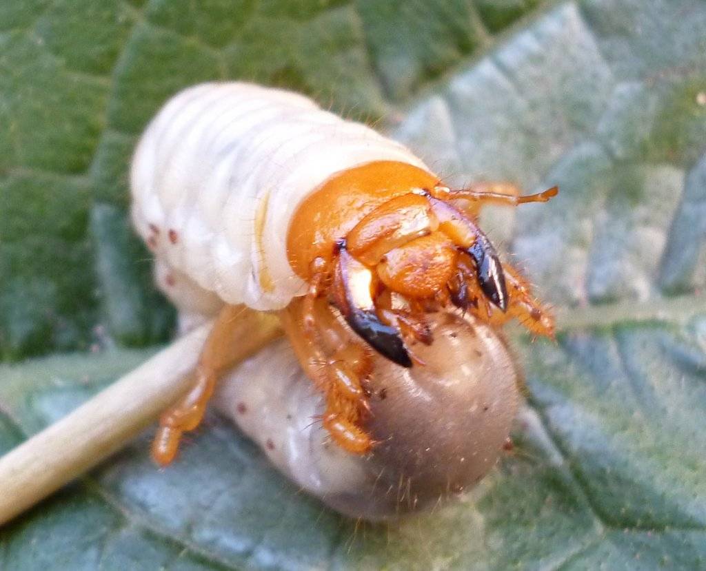 Личинки майского жука: как избавиться, борьба с личинками, средство