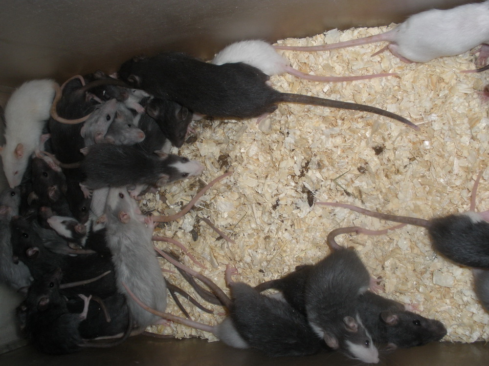 Как избавиться от крыс в сарае народными средствами